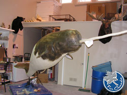 Creating an Artificial Narwhal Wildlife Mount