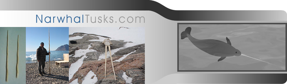 Narwhal Tusks - Narwhal Tusks and Skulls for Sale